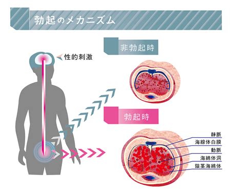 射精 気持ちいい 理由|意外と知らない「勃起と射精」の仕組み。そのメカニズムを医師。